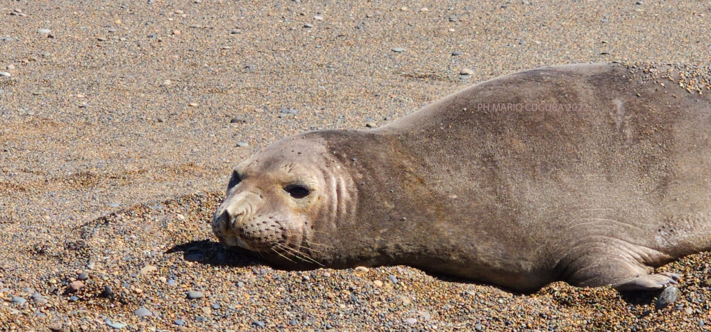 01 ELEFENTE MARINO